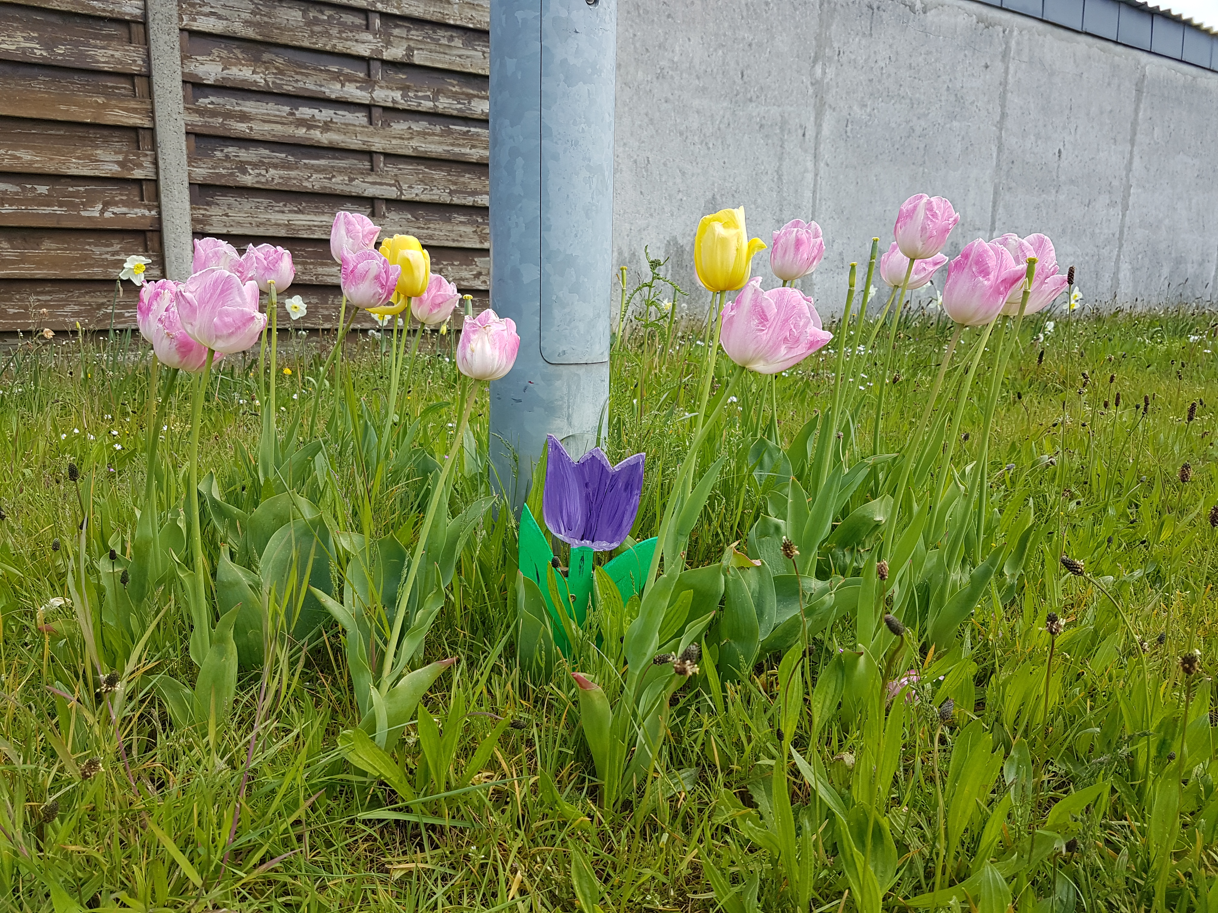 bloeiende tulpen en bordje in de vorm van tulpen