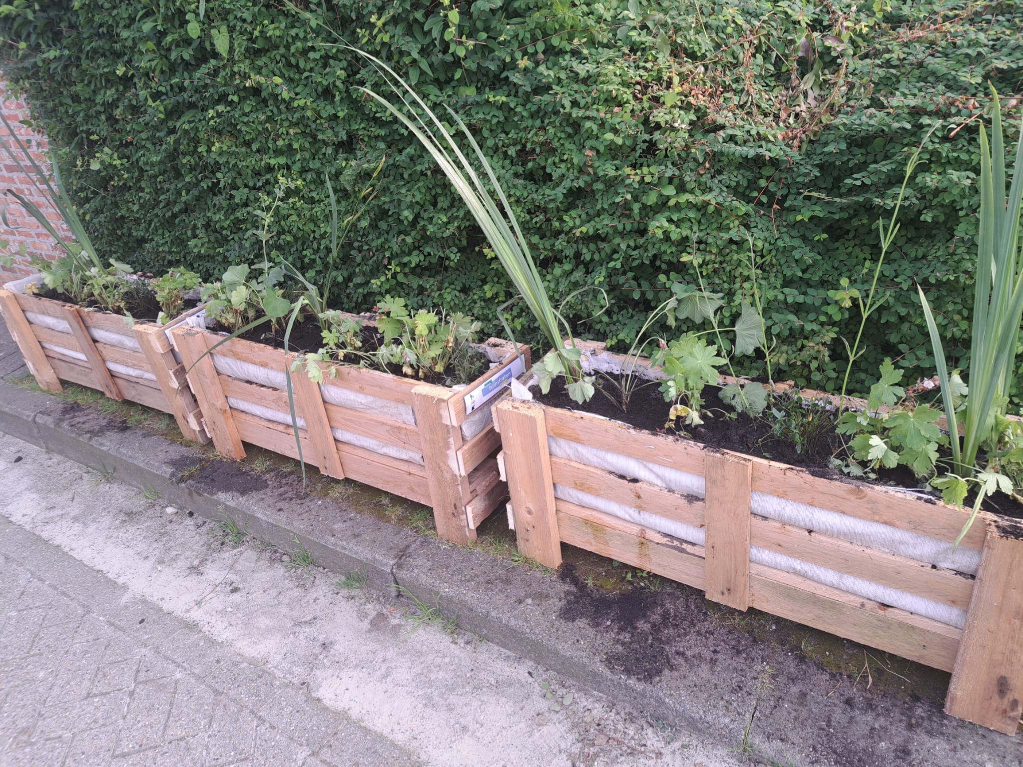 Fruitkisten met plantjes