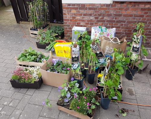 Verzameling planten in potten voor een gevel, klaar om geplant te worden