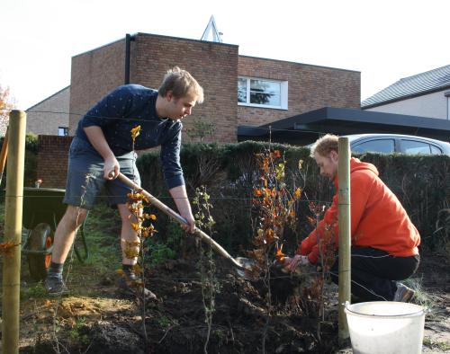 Twee mannen planten een haag